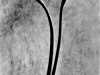 Tina Modotti