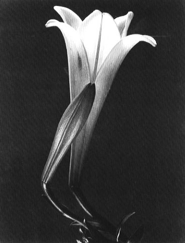 insurance life replica rolex settlement watch in France