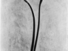 Tina Modotti