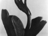 Tina Modotti